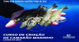 Como criar camarão marinho longe do mar